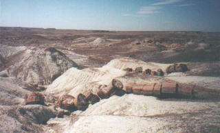 petrified forest